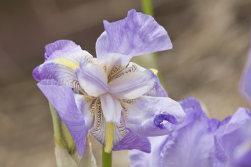 Iris mauve du jardin de printemps