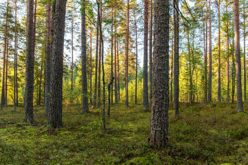 sunny coniferous forest