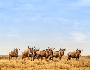 Herd or wild wildebeest in the serengeti - 112097530