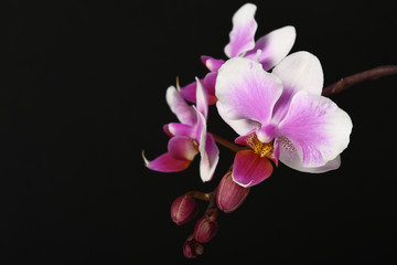 Fototapeta na wymiar Pink and lilac Orchid on Black