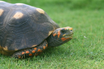 Tortue Ile des grenadines