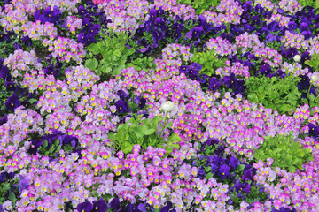 Flower carpet.