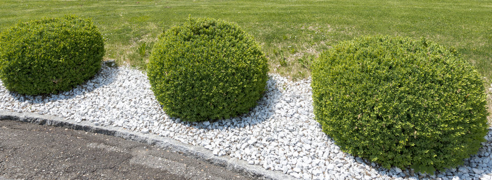 Gartengestaltung, Buchsbaumkugeln im garten auf Kiesgrund, Panorama