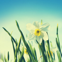 Fototapeta premium Vintage photo of narcissus at springtime.