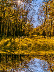 wonderful view. reflection of tree and grass in a lake in the park. majestic sunset in the Autumnal Park. Autumn Trees and Leaves. color in nature