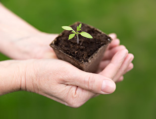 green seedling in hand