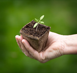 green seedling in hand