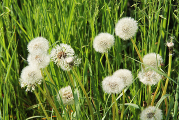 bunch of dandelions with white fluff in spring