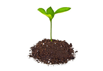 Young plant with humus isolated on white background