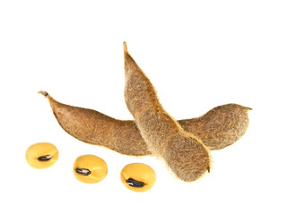 Fototapeta premium Soybean pods isolated on white background. Soya - protein plant