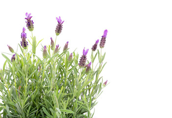 lavender isolated on white