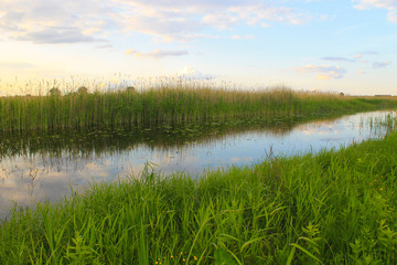 River with reeds on the shore