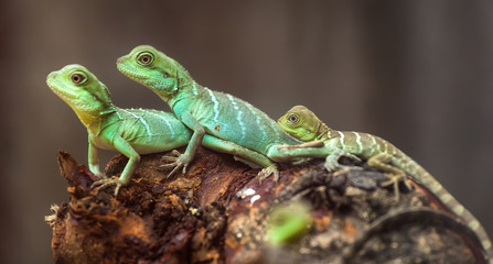 Naklejka na ściany i meble Lizard families together with the couple and child in the tree is looking to the future so cute when watching them in zoo