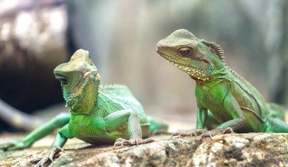 Two looked at each lizard with two heads tenderness toward each other strange looks cute and create vivid world of reptiles that people need to discover and preserve