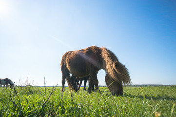 Naklejka premium horse
