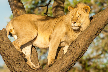 Tree climbing lion