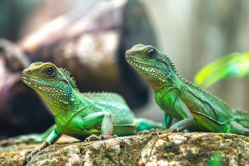 Two lizard look toward a bright eyes looking in the same direction as we find something new life, look at them very funny and cute, this to be preserved animals in wild
