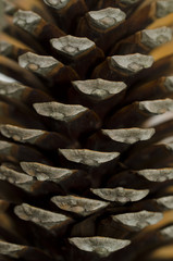 pine cone macro, texture