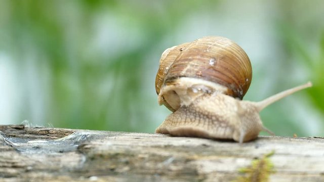 4K shot.  Snail in moss top view, shooting acceleration