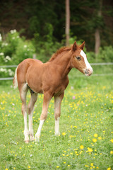 Fototapeta premium Amazing foal on pasturage