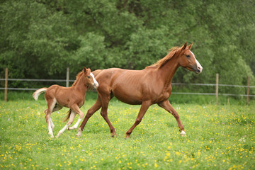 Lovely couple - mare with its foal - running together