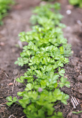 organic parsley in the garden