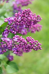 Obraz premium branches of lilac