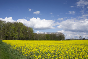 Obraz premium Blühendes Rapsfeld, Hohenbuschei, Brackel, Dortmund, Ruhrgebiet, Nordrhein-Westfalen, Deutschland
