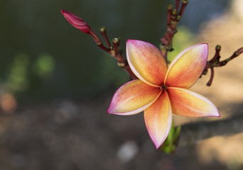 Fototapeta premium Plumeria spp