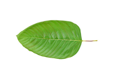 Obraz premium mitragyna speciosa korth (kratom) a drug from plant to a categor