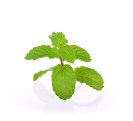 mint leaves isolated on the white background