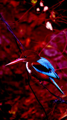Naklejka premium Abstract Tropical Kingfisher