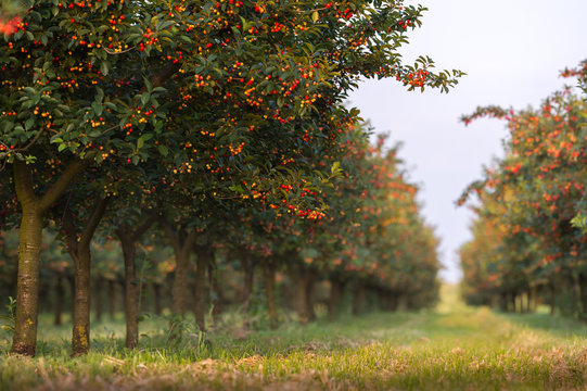 Cherries on orchard tree