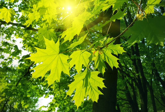 Beautiful spring leaves of maple tree and sunlight