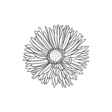 Hand drawn flower. Flower outlines in sketch style isolated on white background. Black ink flower illustration for coloring books.