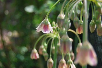 Sizilianischer Honiglauch (Allium siculum)