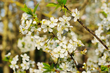 Beautiful spring blooming tree