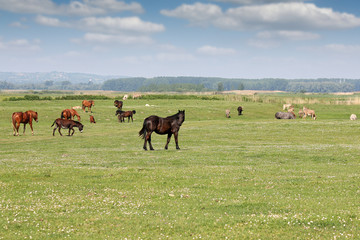Horses and donkeys on pasture