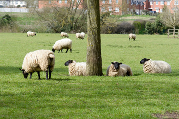 Obraz premium Sheep grazing in field in English countryside