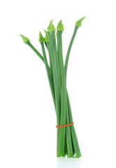 Chives flower or Chinese Chive isolated on white background.