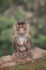 Biscuit Eating Monkey