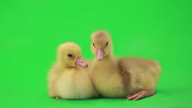 little ducklings on the green screen