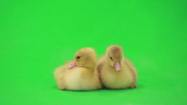 little ducklings on the green screen
