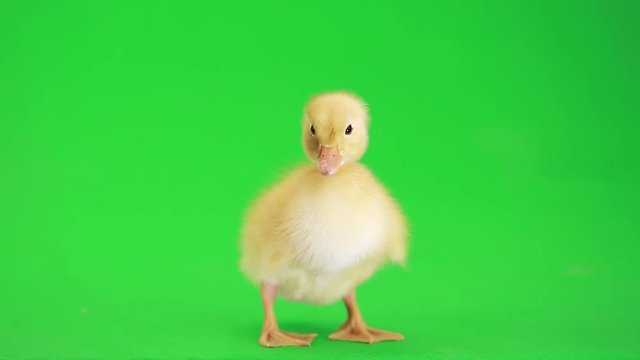 little duck on the green screen