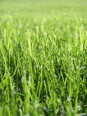 Green grass