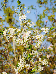Blooming tree with white flowers.
