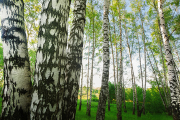 forest birch