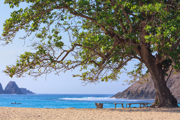 Tranquil scene on best desert beach with white sand on ocean bay Mawun in tropical island Lombok. Wood benches with no people under shady big tree in lost paradise. Travel and vacations in Indonesia.