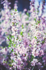 Blossoming almond steppe. Shallow depth of field.