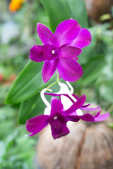 Orchid flower